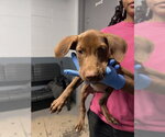 Small American Pit Bull Terrier Mix