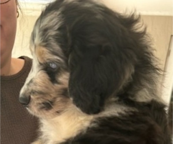 Medium Photo #27 Aussiedoodle Puppy For Sale in LONGWOOD, FL, USA