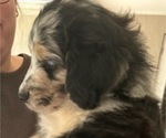 Small Photo #27 Aussiedoodle Puppy For Sale in LONGWOOD, FL, USA