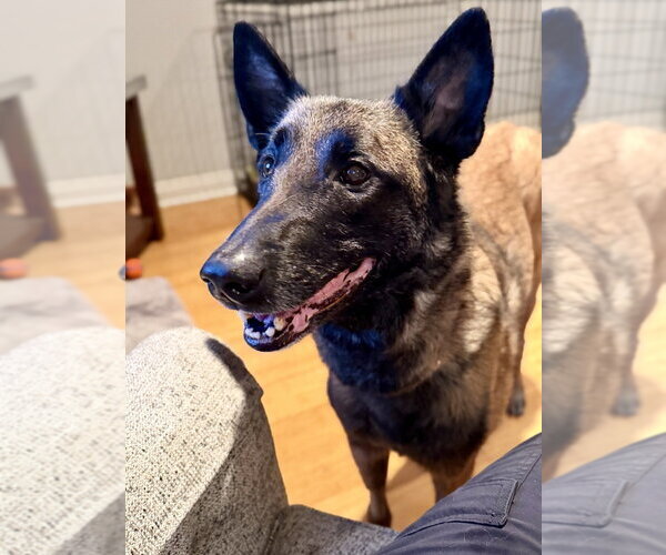 Medium Photo #10 Mutt Puppy For Sale in Imlay City, MI, USA