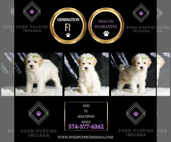 Medium Photo #13 Maltipoo (Miniature) Puppy For Sale in WARSAW, IN, USA