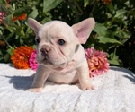 Small #6 French Bulldog