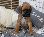 Small Photo #19 Boxer Puppy For Sale in GOSHEN, IN, USA