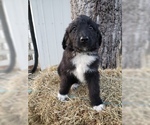 Small Photo #23 Aussiedoodle Puppy For Sale in DOWELLTOWN, TN, USA