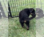 Small Photo #25 German Shepherd Dog Puppy For Sale in WINONA, MN, USA
