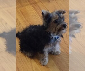 Yorkshire Terrier Puppy for sale in CORNERSBURG, OH, USA