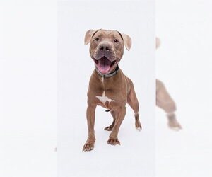 Mutt Dogs for adoption in Forestville, MD, USA