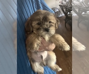 Shorkie Tzu Puppy for sale in VIRGINIA BEACH, VA, USA