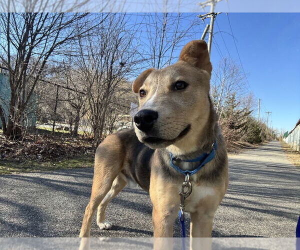 Medium Photo #4 Mutt Puppy For Sale in Elmsford, NY, USA