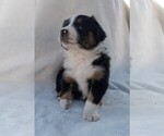 Puppy 6 Australian Shepherd