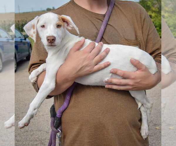 Medium Photo #2 Borador Puppy For Sale in Huntley, IL, USA