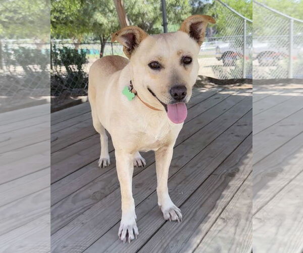 Medium Photo #2 Labrador Retriever-Unknown Mix Puppy For Sale in Corona, CA, USA