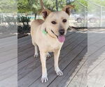 Small #1 Labrador Retriever Mix