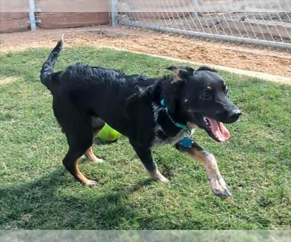 Medium Photo #1 Border Collie-Unknown Mix Puppy For Sale in Plano, TX, USA