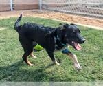 Small Border Collie Mix