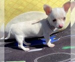 Small Photo #19 Chihuahua Puppy For Sale in ORLANDO, FL, USA