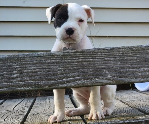 Medium Photo #1 Bullboxer Pit Puppy For Sale in NORTH ROSE, NY, USA