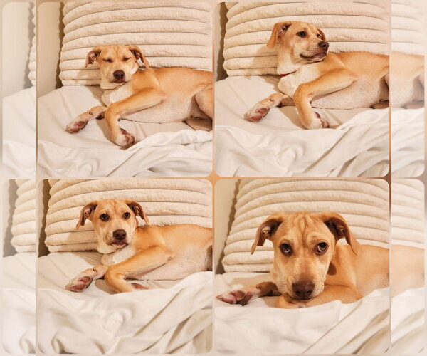 Medium Photo #6 Mutt Puppy For Sale in New London, WI, USA