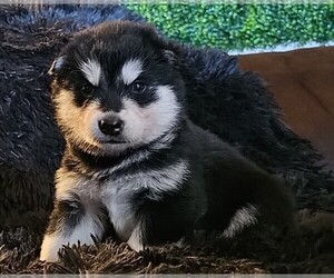 Alaskan Malamute Puppy for sale in MIDWEST CITY, OK, USA