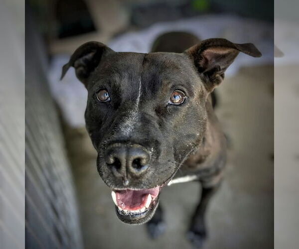 Medium Photo #11 American Pit Bull Terrier-Unknown Mix Puppy For Sale in Monte Vista, CO, USA