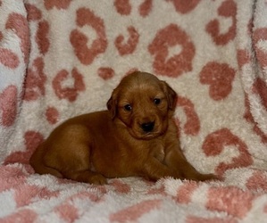 Golden Retriever Puppy for sale in JACKSONVILLE, FL, USA