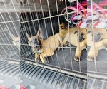 Small Photo #4 Belgian Malinois Puppy For Sale in GARDENA, CA, USA