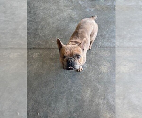 Medium Photo #1 French Bulldog Puppy For Sale in WAMEGO, KS, USA