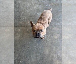Father of the French Bulldog puppies born on 05/23/2025