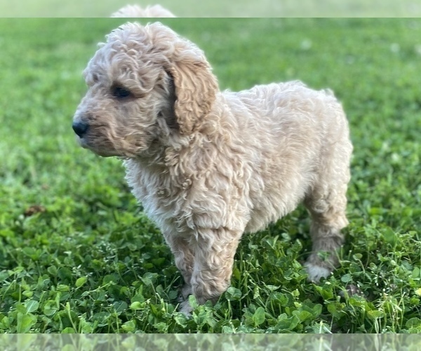Medium Photo #7 Labradoodle Puppy For Sale in CANON, GA, USA