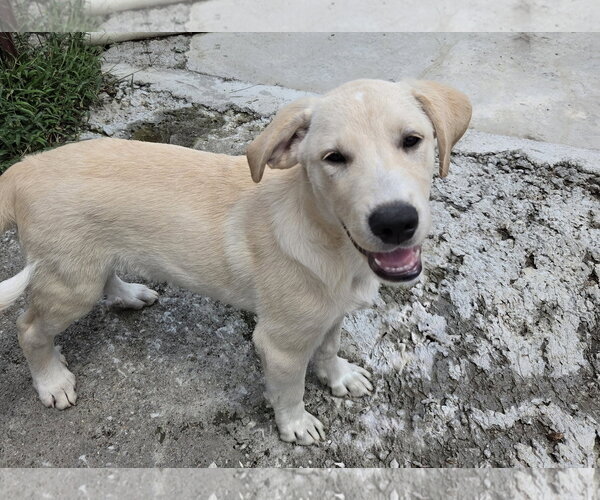 Medium Photo #3 Labrador Retriever Puppy For Sale in Tracy City, TN, USA