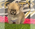 Small #14 Pomeranian