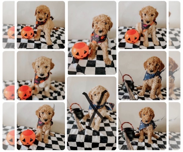 Medium Photo #1 Goldendoodle Puppy For Sale in LIVERPOOL, NY, USA