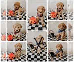 Spookies - Female Goldendoodle Puppy for Sale - Small photo
