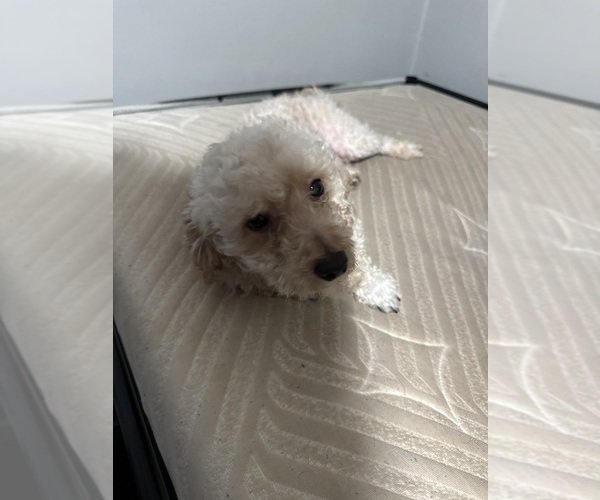Medium Photo #1 Poodle (Toy) Puppy For Sale in WINSTON SALEM, NC, USA