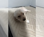 Small Photo #1 Poodle (Toy) Puppy For Sale in WINSTON SALEM, NC, USA
