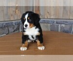 Small Photo #2 Bernese Mountain Dog Puppy For Sale in HORN CREEK, CO, USA