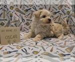 Small #5 Maltipoo (Miniature)