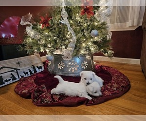 West Highland White Terrier Puppy for sale in FARMINGTON, MO, USA