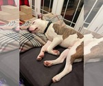 Small #13 American Pit Bull Terrier Mix