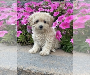 Coton de Tulear-Poodle (Toy) Mix Puppy for sale in CANOGA, NY, USA