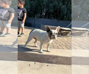 Mother of the French Bulldog puppies born on 03/21/2025