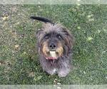 Small #1 Glen of Imaal Terrier