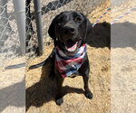 Small #1 Labrador Retriever Mix