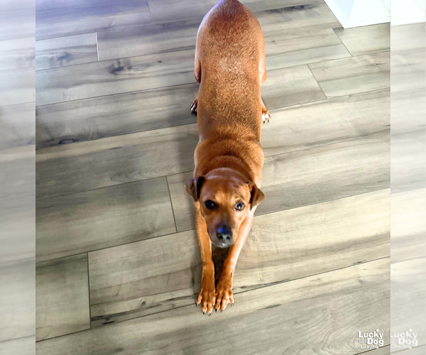 Medium Photo #3 Chihuahua-Unknown Mix Puppy For Sale in Washington, DC, USA