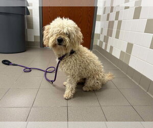 Piyo - Male Mutt Dog for Adoption - Photo #4