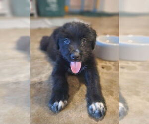 Mutt Dogs for adoption in Candler, NC, USA