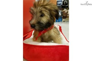 Soft Coated Wheaten Terrier Puppy for sale in FORT LAUDERDALE, FL, USA