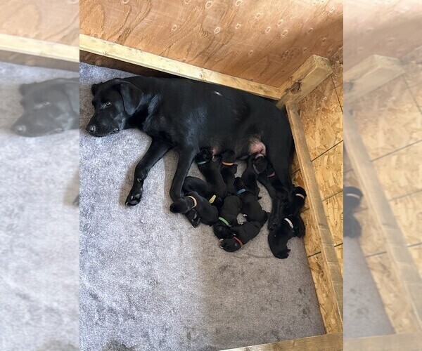 Medium Photo #1 Dalmatian-Labrador Retriever Mix Puppy For Sale in ANTIOCH, CA, USA