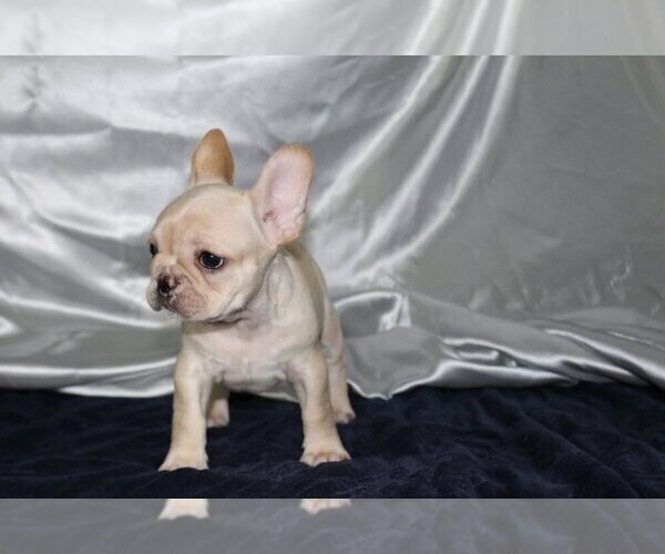 Medium Photo #2 French Bulldog Puppy For Sale in OVERLAND, KS, USA