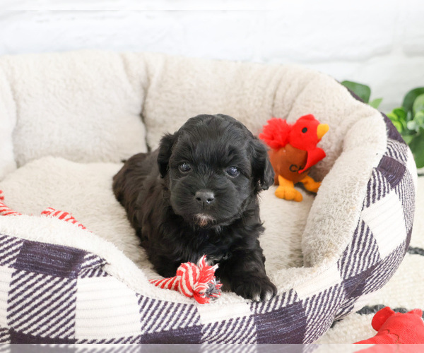 Medium Photo #4 Shih-Poo Puppy For Sale in SYRACUSE, IN, USA
